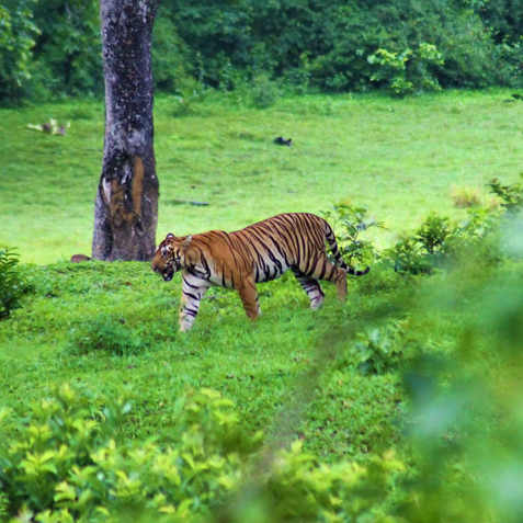 Tourist Attraction in Thekkady -Periyar Tiger Resrve
