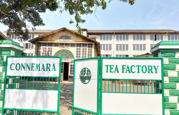 Tourist Activity in Thekkady - Tea Plantation and Tea Factory Visit